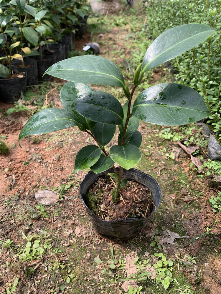 彩虹玉天使茶花稀有名贵品种大花阳台楼顶盆栽植物带花苞福建龙岩 2年