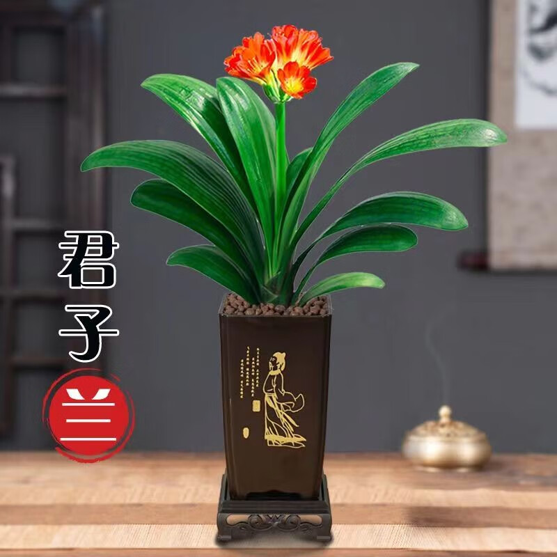 精品君子兰盆栽大苗君子兰苗四季植物开花室内办公室好养圆头和尚