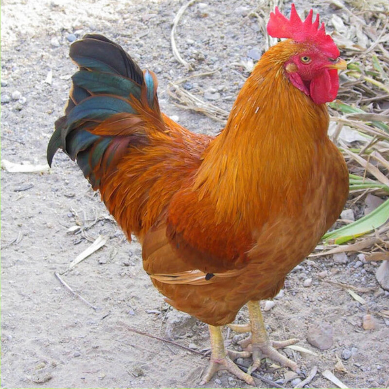 小鸡活苗正宗九斤红鸡苗巨型红瑶鸡脱温大红公鸡半大家养肉鸡 一斤大