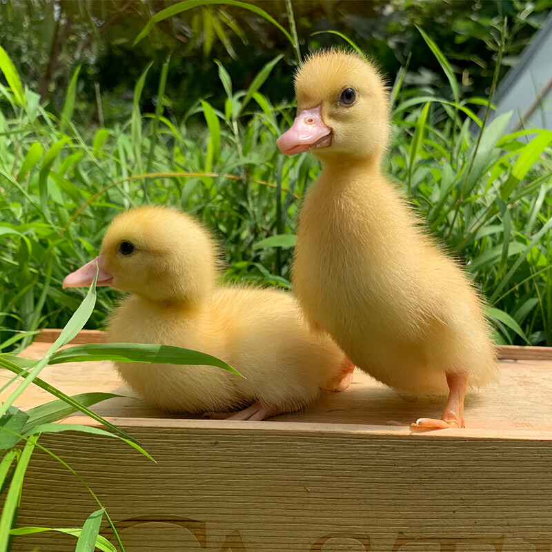 鸭子活物小鸭子宠物活的可达鸭宠物鸭活物朴彩(pucai) 2只小黄鸭一对