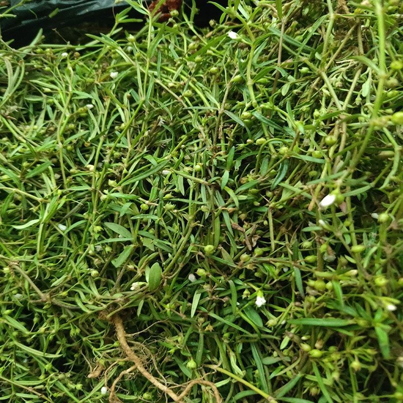 农家新鲜白花蛇舌草 百花蛇舌草中草药材 野生蛇利草 蛇总管 新鲜大号