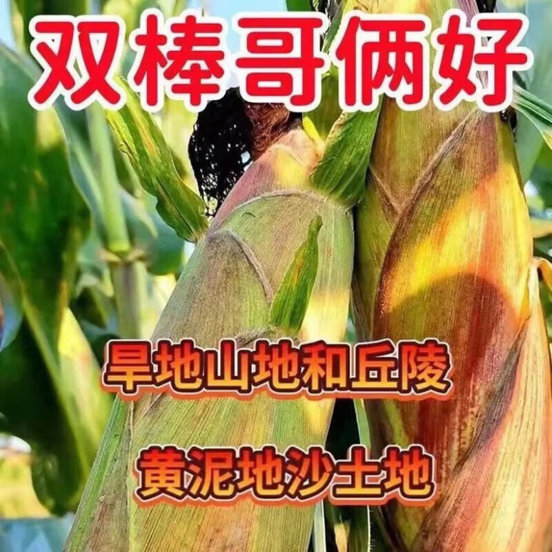 太玉339 339玉米种子4400粒