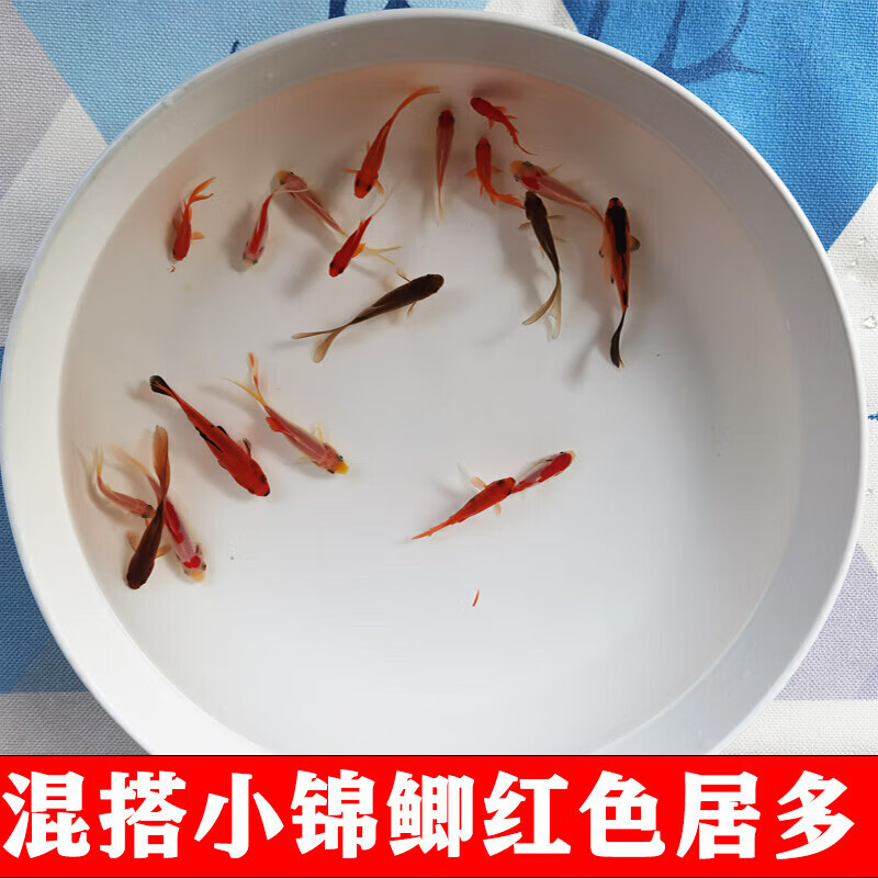 墨之瑶草金鱼小金鱼活鱼耐活观赏鱼不打氧小鱼长尾好养淡水鱼锦鲤鱼 3