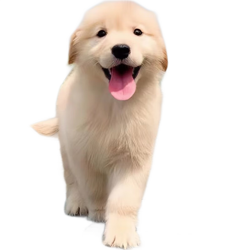 桓瑞寵物純種金毛幼犬家庭犬金毛犬導(dǎo)盲犬狗狗活體寵物犬舍直銷保健康 血統(tǒng)級(jí) 母
