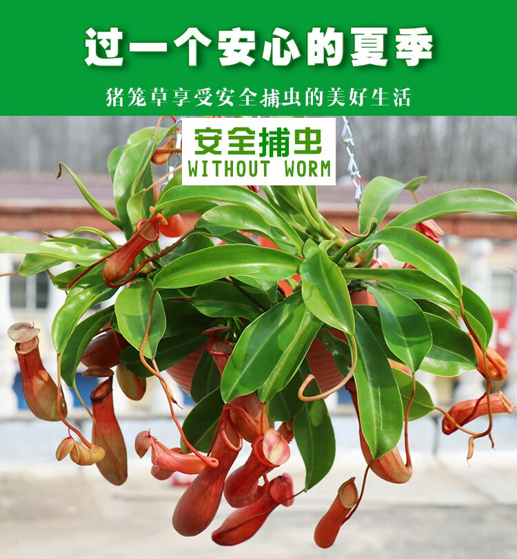 zkhe猪笼草植物盆栽垂吊食虫草捕蝇草吊兰捕蚊绿植创意礼趣味花卉 一