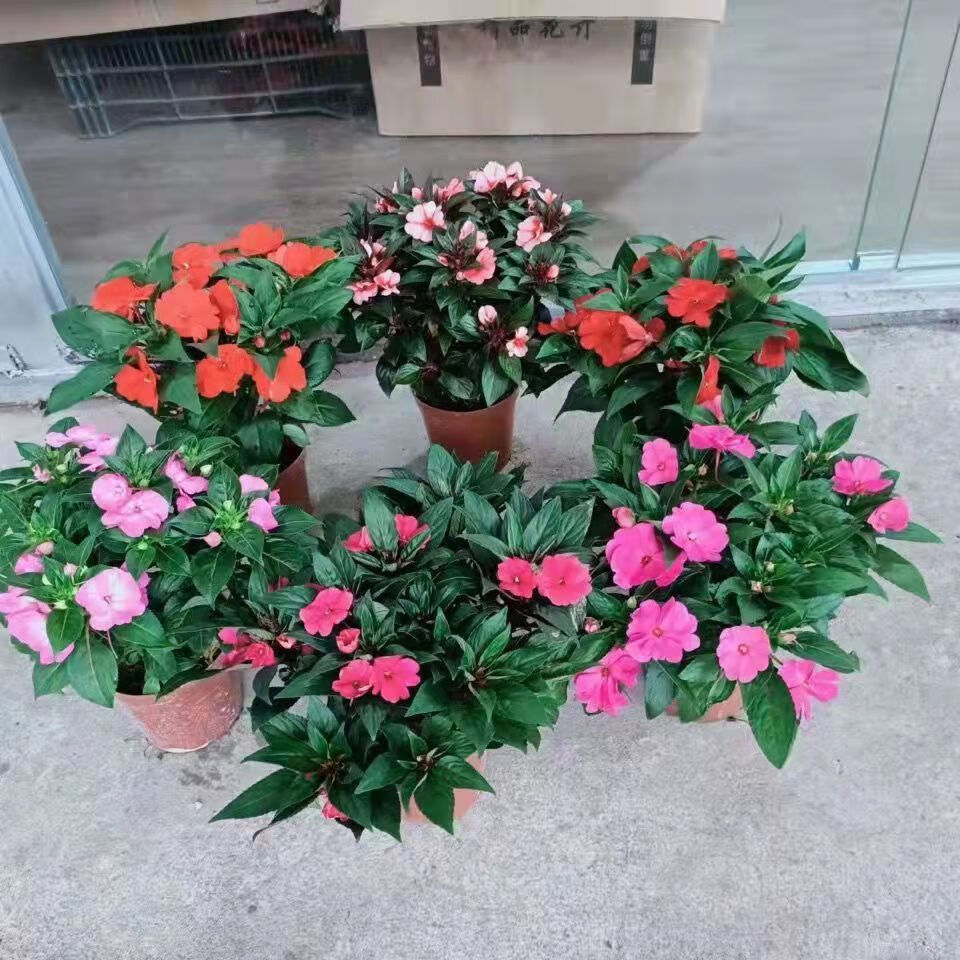 名贵药材 蛇灭门苗盆栽 灭蛇草 驱蛇奇草望江南庭院种植花卉植物 凤仙