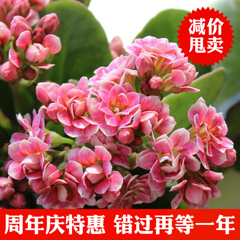 长寿花盆栽重瓣大花带花苞 四季客厅办公室内盆栽花卉植物 粉红色 不