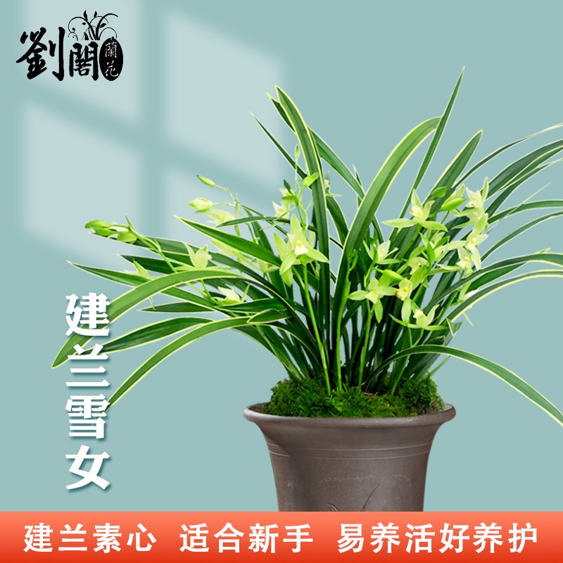 建兰四季兰花苗矮种禅月达摩 夏带花苞出售桌面盆栽花卉好养绿植 雪女