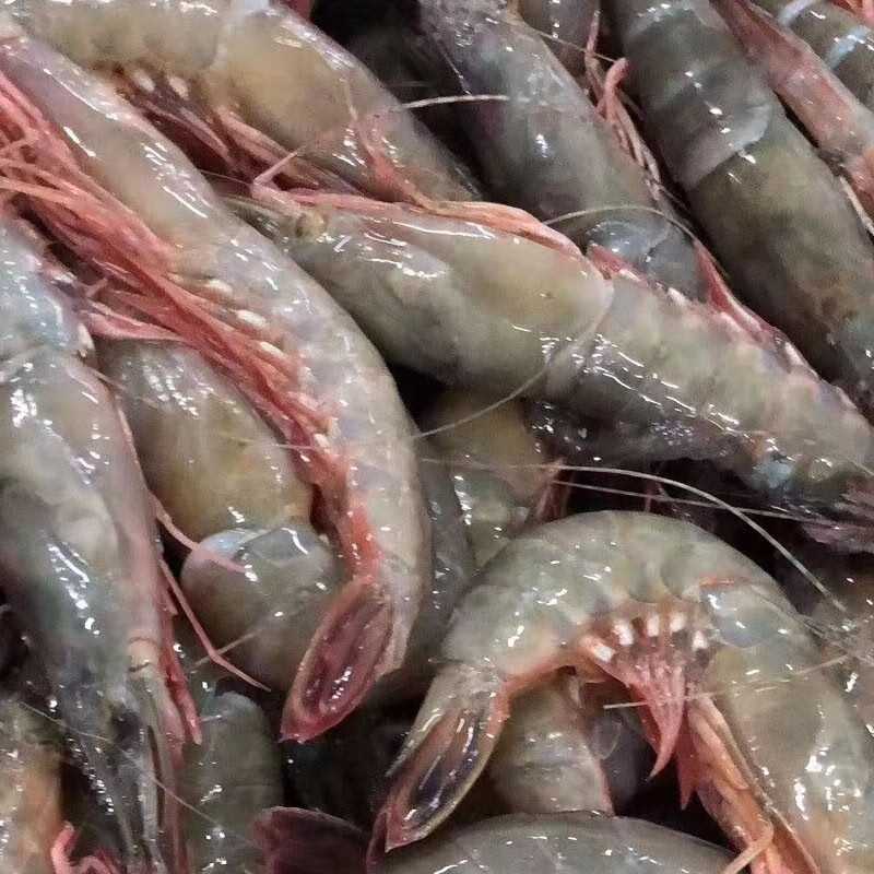 南通如东海鲜 金钩虾 滑皮虾 膏子虾 剑虾 盐水虾