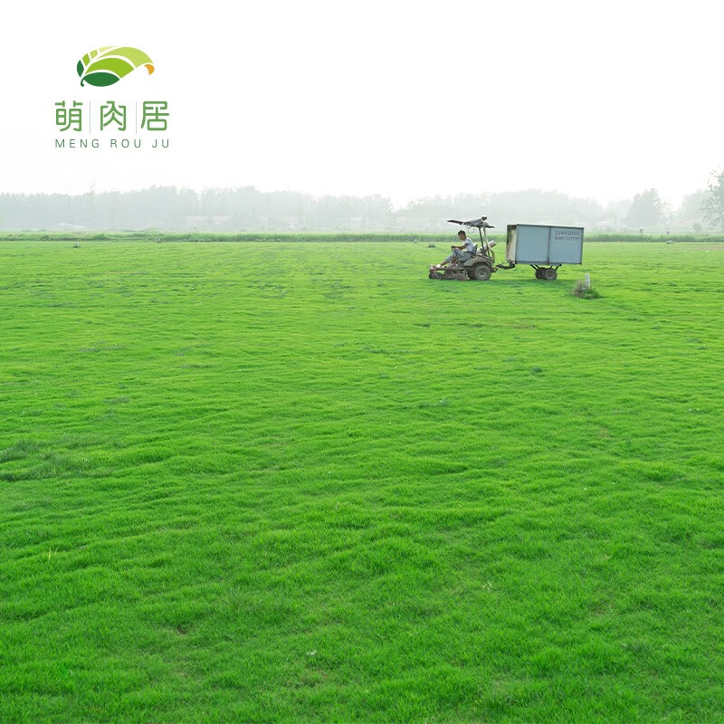 京东花草林木类价格曲线软件|花草林木类价格走势图