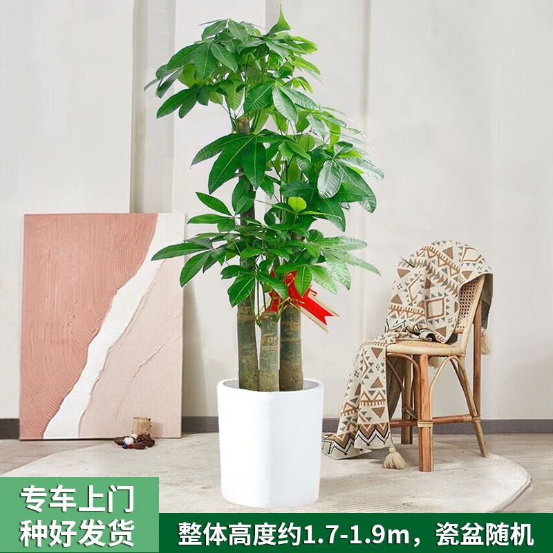 查询京东大型绿植价格走势|大型绿植价格比较