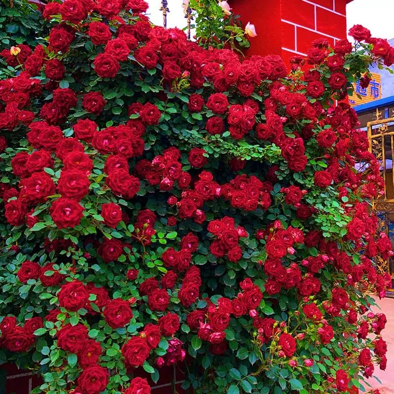 蔷薇花苗藤本月季大花浓香庭院爬藤植物花卉盆栽阳台玫瑰爬墙四季 小女孩【款,,四季循环开花】 含盆