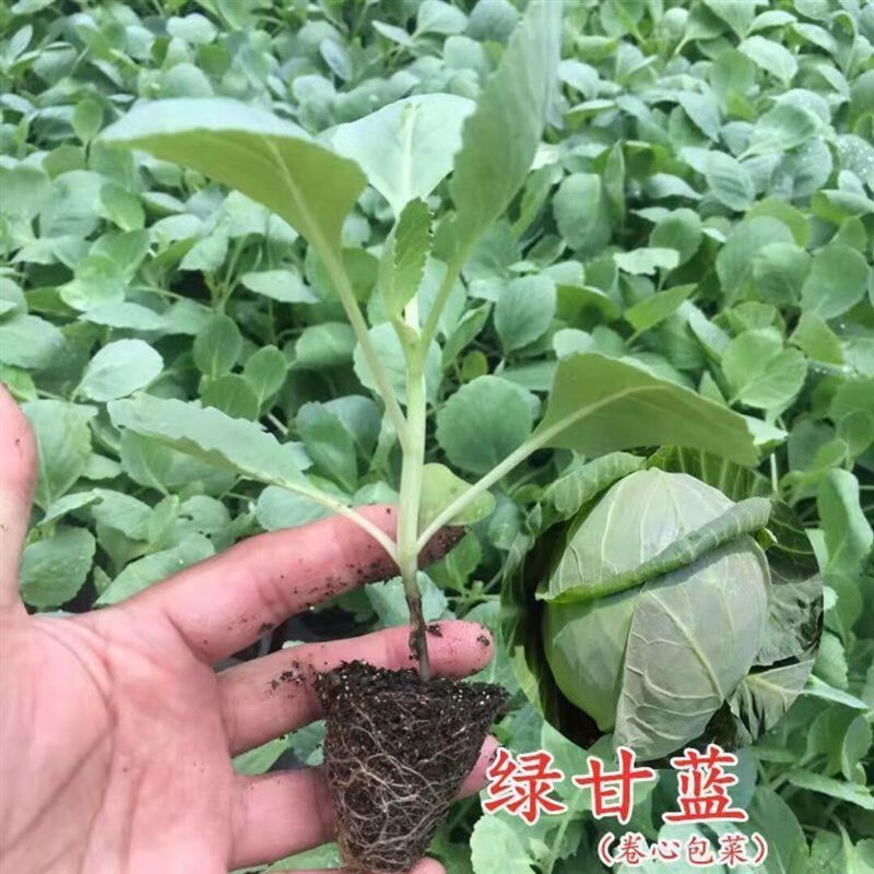 甘蓝秧苗花菜花苗西兰花苗大白菜苗四季耐寒盆栽阳台菜苗 绿甘蓝苗6棵