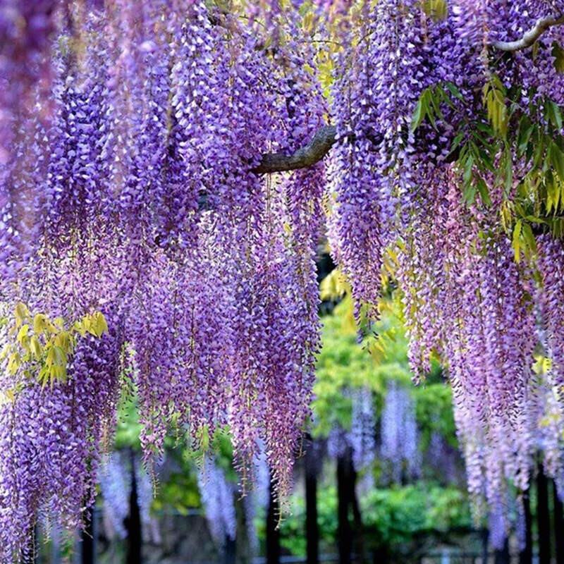 日本长穗紫藤花爬藤花阳台花盆栽攀援植物花树紫藤树苗庭院花花草藤本