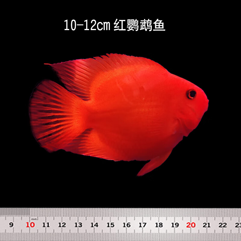 财神招财鱼观赏鱼银龙鱼热带宠物观赏鱼vakada 10-12cm红鹦鹉鱼6条