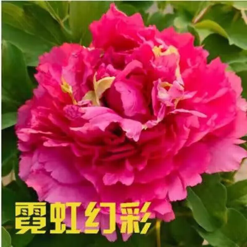 辉客映上荷泽 牡丹花菏泽牡丹花苗自然生长室内庭院鲜 霓虹幻彩 带