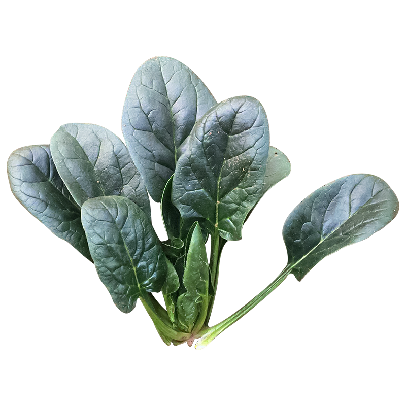 壽禾菠菜種子夏秋播壽光波萊菜種籽冬季耐熱寒大葉紅根趴地陽(yáng)臺(tái)蔬菜 趴地菠菜種子 5g/莖短葉大