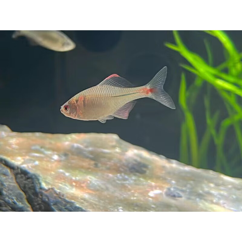 好养淡水观赏鳑鲏鱼七彩石旁皮除藻冷水鱼活体小型鱼原生群游鱼 2-4