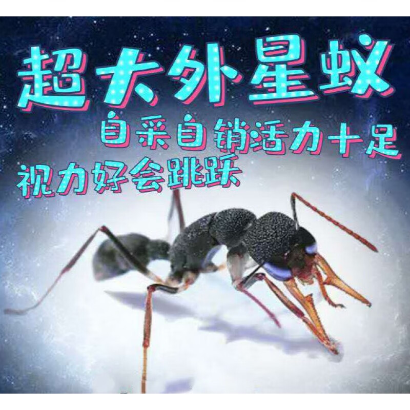 猎镰猛蚁视力非常好有跳跃能力猎镰蚂蚁宠物蚂蚁活体帅气大蚂蚁 蚁卵