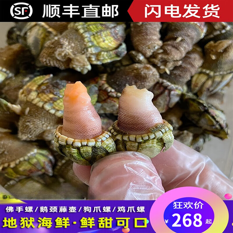 鲜水港龟足海鲜水产鬼爪螺鹅颈藤壶佛手螺鲜活海鸡脚螺狗爪螺鸡爪螺2