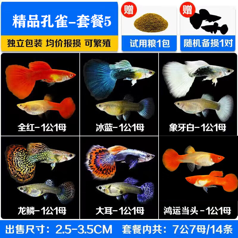 孔雀鱼纯种观赏鱼小型淡水好养热带鱼活体斑马金鱼繁殖 孔雀鱼套屯5