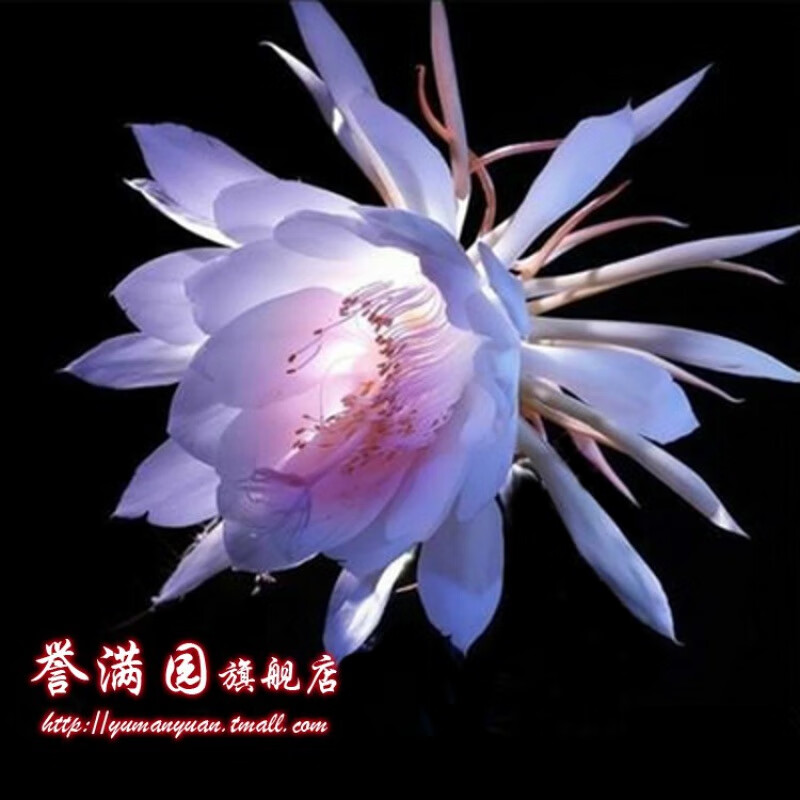 盆栽花卉室内阳台昙花苗昙花苗盆栽琼花俗称月下美人带根带土发货