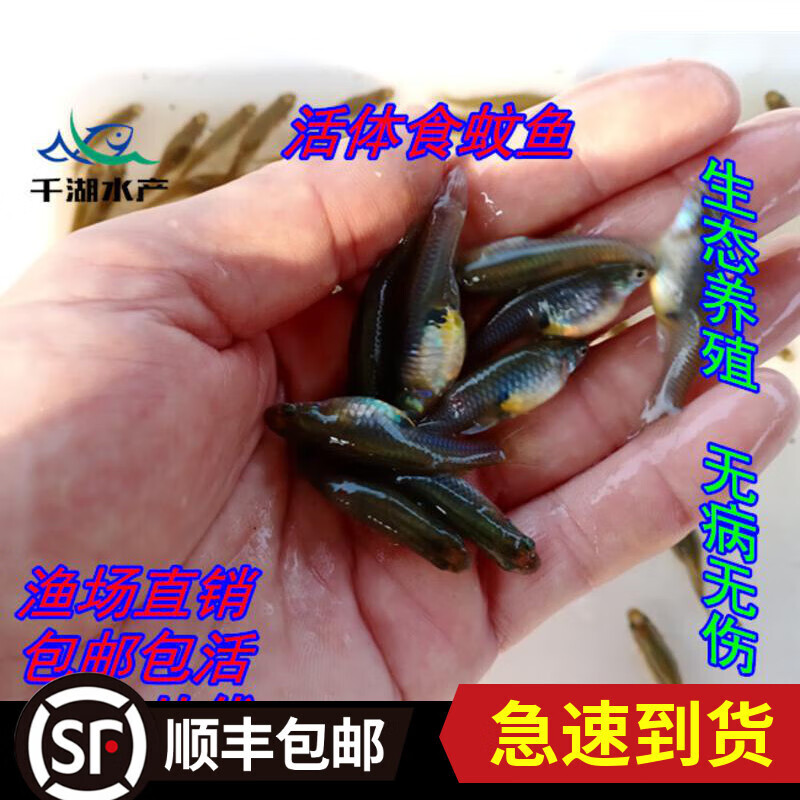 荣郁食蚊鱼活体鱼粮龙鱼虎鱼饲料龟鳖开口饲料鱼大肚鱼包活 食蚊鱼50条2-4cm