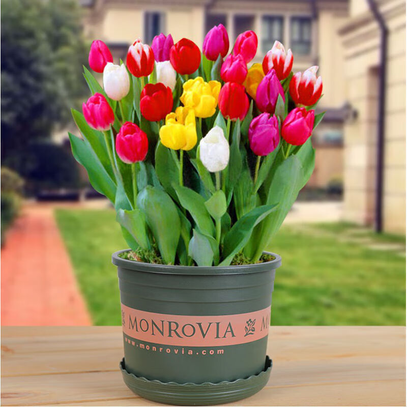 花支蕊 种球郁金香种球耐寒室内庭院盆栽花卉郁金香种子四季可播易种