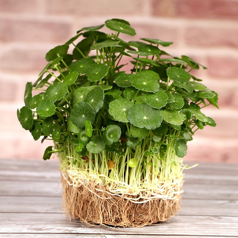 盆栽四季好养水培土培植物桌面小绿植花卉水养金钱草 铜钱草带叶子【1