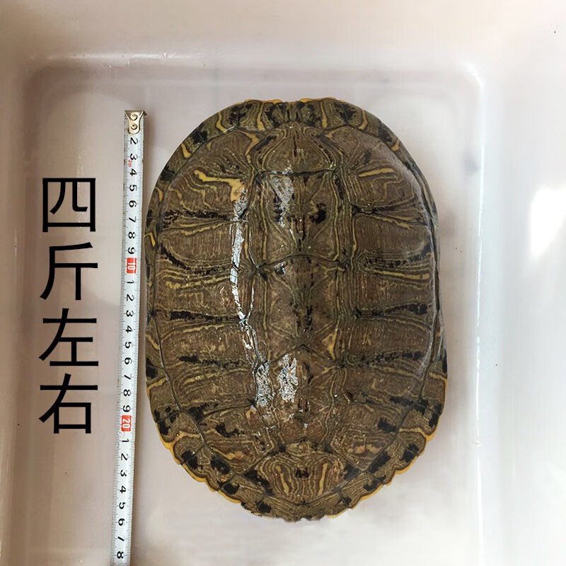 黄金巴西龟活物炫彩龟小乌龟活体宠物龟半水龟招财龟草龟 5斤母龟【约