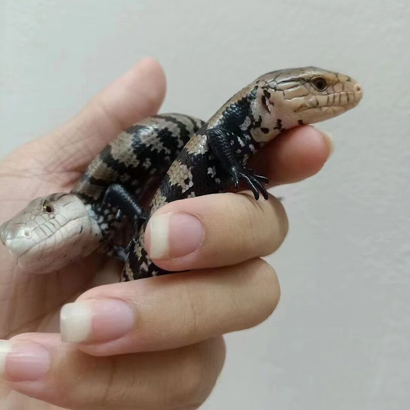 宠以沫(chong yimo)蓝舌石龙子活体大型蜥蜴