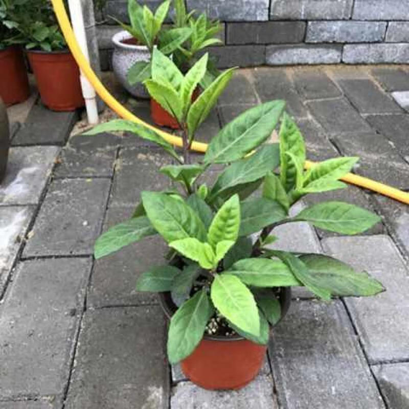 禾之润明月草苗/盆栽 金鸡毛草白背菜白背三七泰国仙草 蔬菜种植阳台