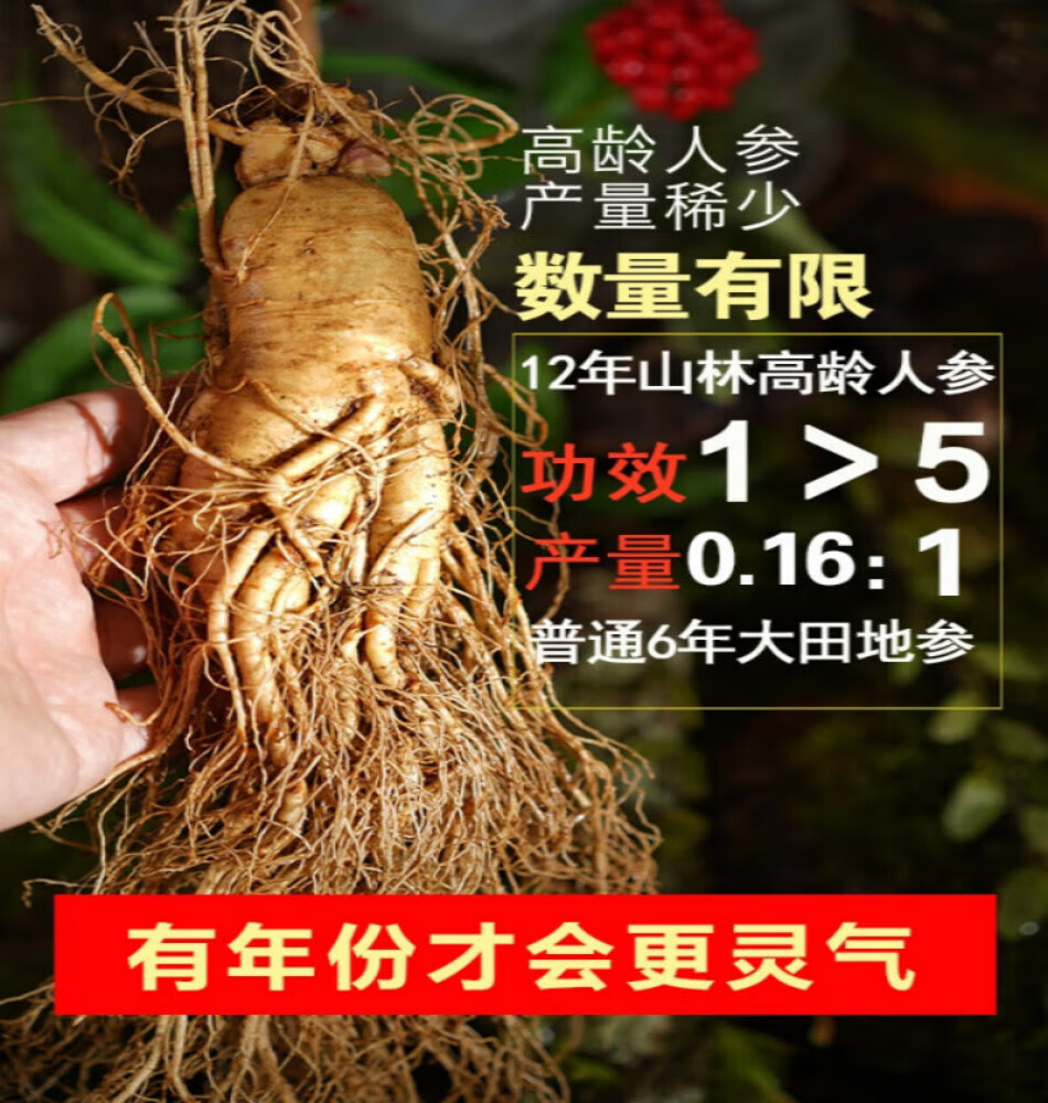 灵壹禾吉林特大新鲜现挖人参带土新鲜人参煲汤山参一斤发顺丰 精选新鲜带泥巴人参 225g*1盒