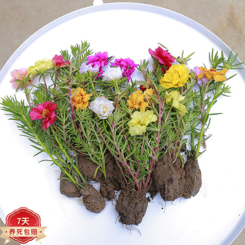 太阳花苗 相关京东优惠商品排行榜 价格图片品牌优惠券 虎窝购