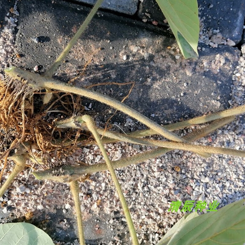 绿中蕊野生葛根苗葛藤苗种子绿化苗木公路护坡遮阳矿区治理防泥石流