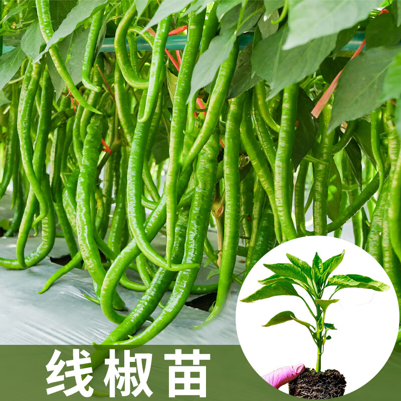 黎昕  春季辣椒种子苗秧五彩椒朝天椒菜苗小米辣盆栽线椒秧苗籽种籽