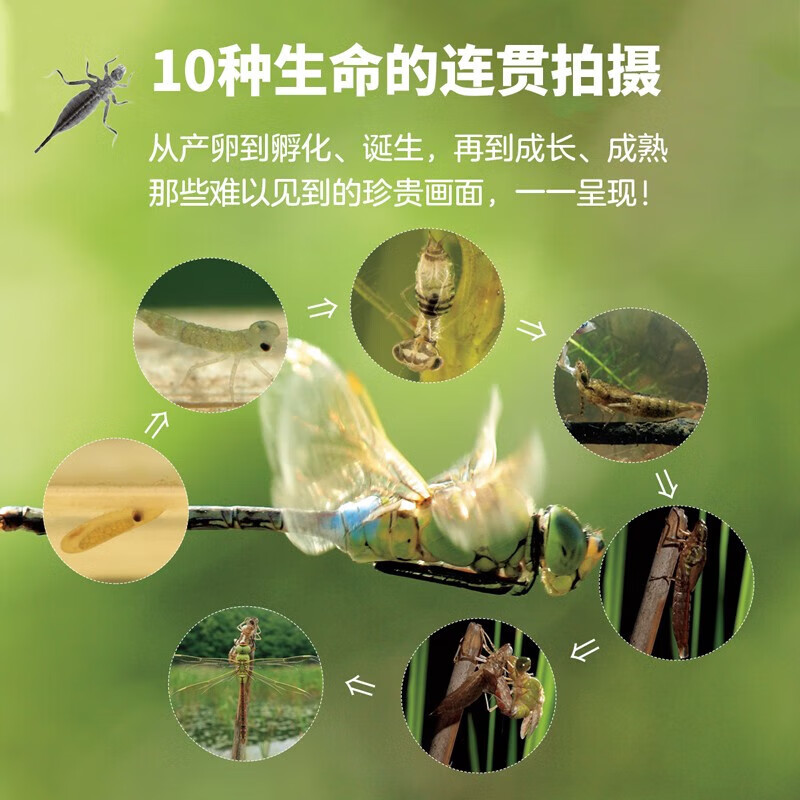 生命的故事 第1辑 高清实拍小自然昆虫动物科普 儿童绘本3-6岁幼儿园科学百科知识图书课外阅读 《人民日报》推荐 生命的故事 第1辑10册