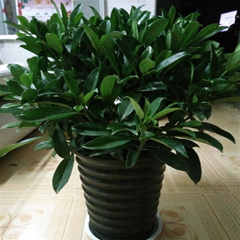 喵小杏非洲茉莉室内客厅大型绿植花卉盆栽 观叶植物四