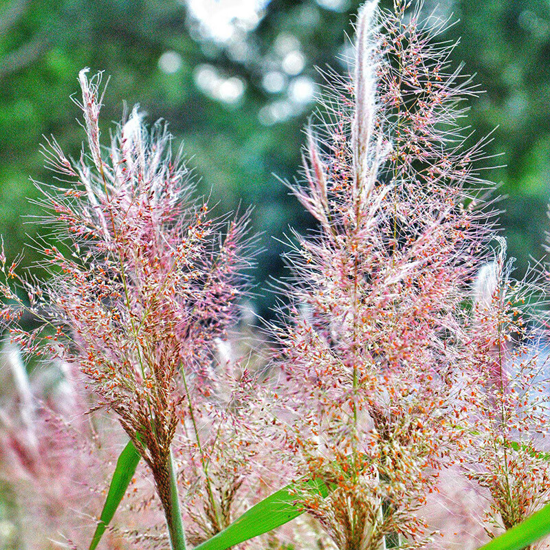 景喜糖蜜草宽叶雀稗狗牙根南北方狼尾草护坡草种籽百喜草种子宽 优