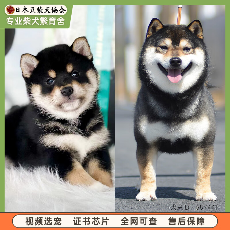 柴犬 相关京东优惠商品排行榜 2 价格图片品牌优惠券 虎窝购
