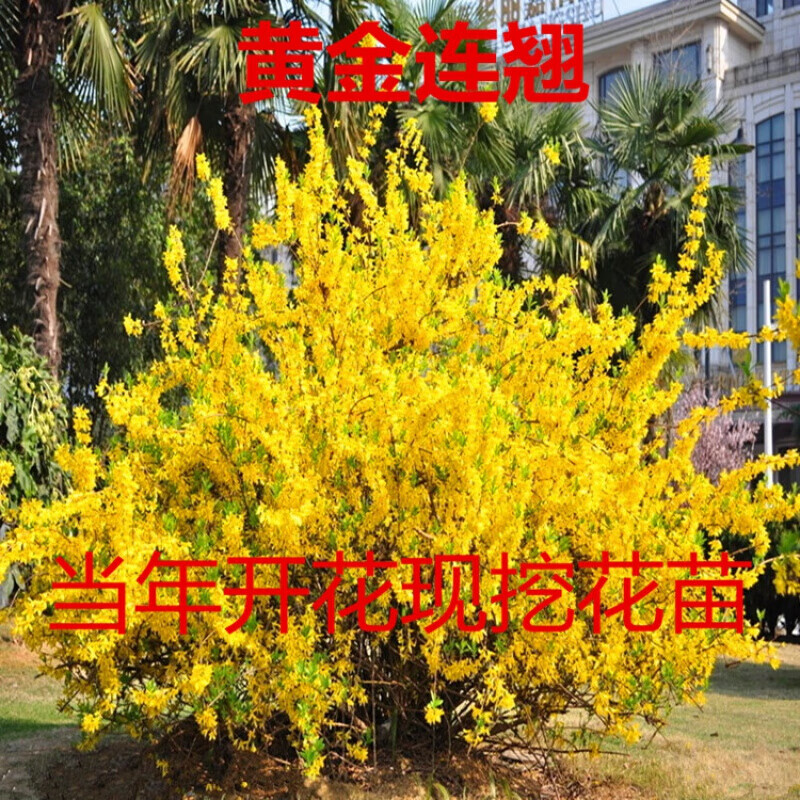 庭院绿化苗木攀缘花卉连翘花连翘苗连翘黄花条耐寒 2年苗10棵 40cm(含