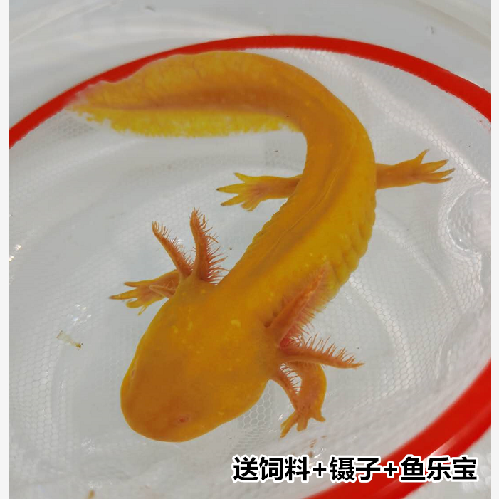 泽驭名宠(zeyu mingchong)六角恐龙鱼淡水冷水金鱼锦鲤观赏鱼霸王鱼龙