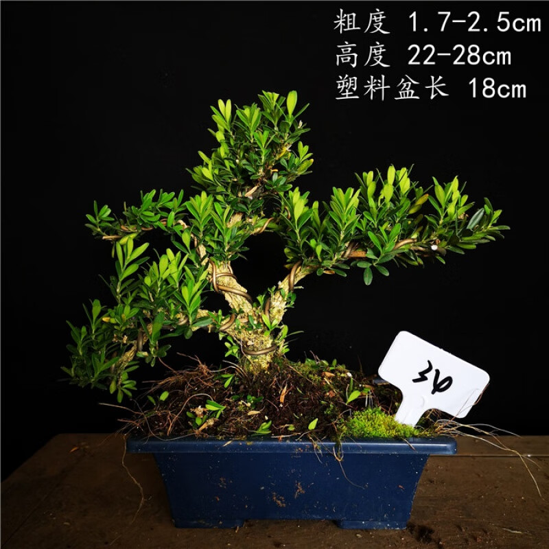 原生米葉黃楊雀舌黃楊皺皮雀舌黃楊小品盆景盆栽 玫紅色 34 含盆