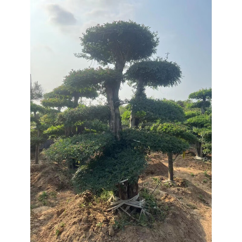 对接白蜡造型庭院一物一拍庭院别墅专车发货 造型白蜡多杆一物一拍