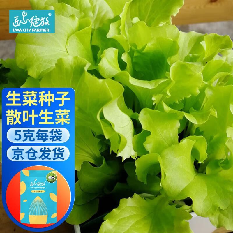 iam city farmer袋装生菜种子四季蔬菜种籽绿色散叶生菜耐抽苔阳台