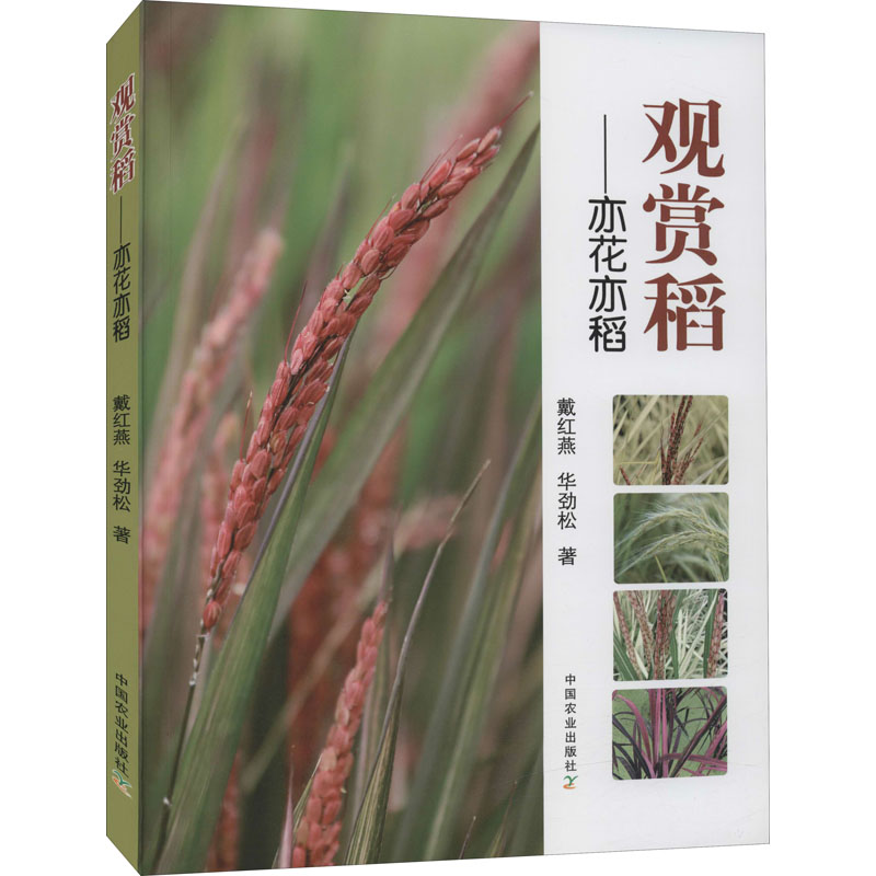 观赏稻——亦花亦稻