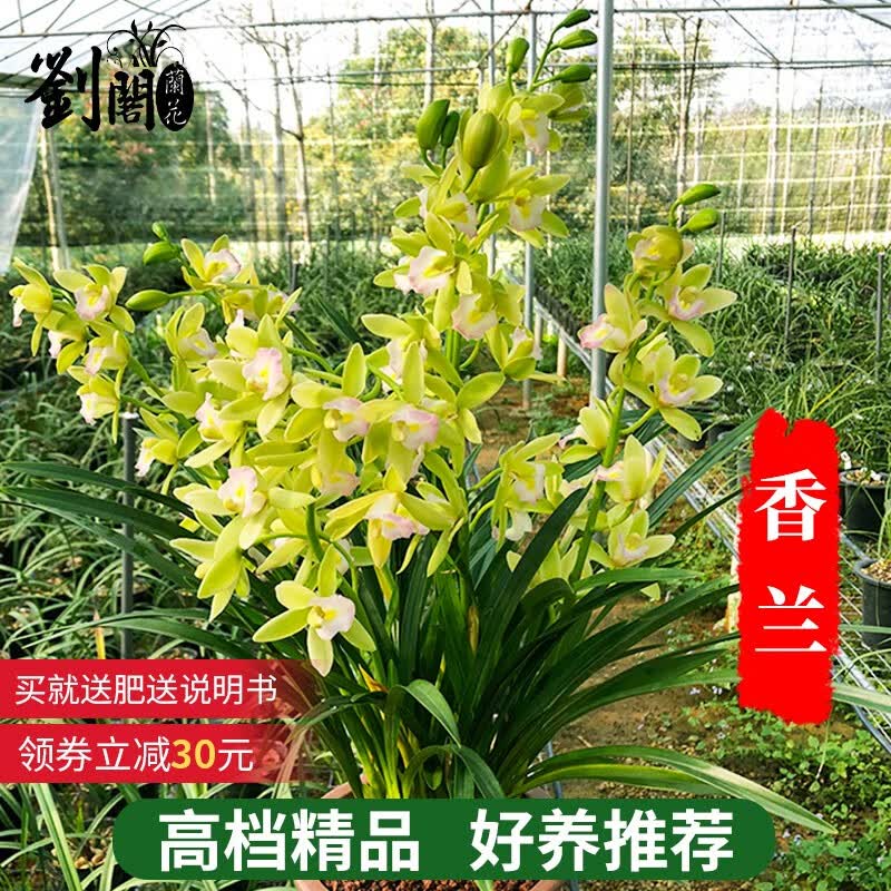 劉閣蘭花建兰四季兰花苗十里桃花 夏带浓香花苞出售 有香味的花卉绿植盆栽 建兰香兰4苗连体裸根
