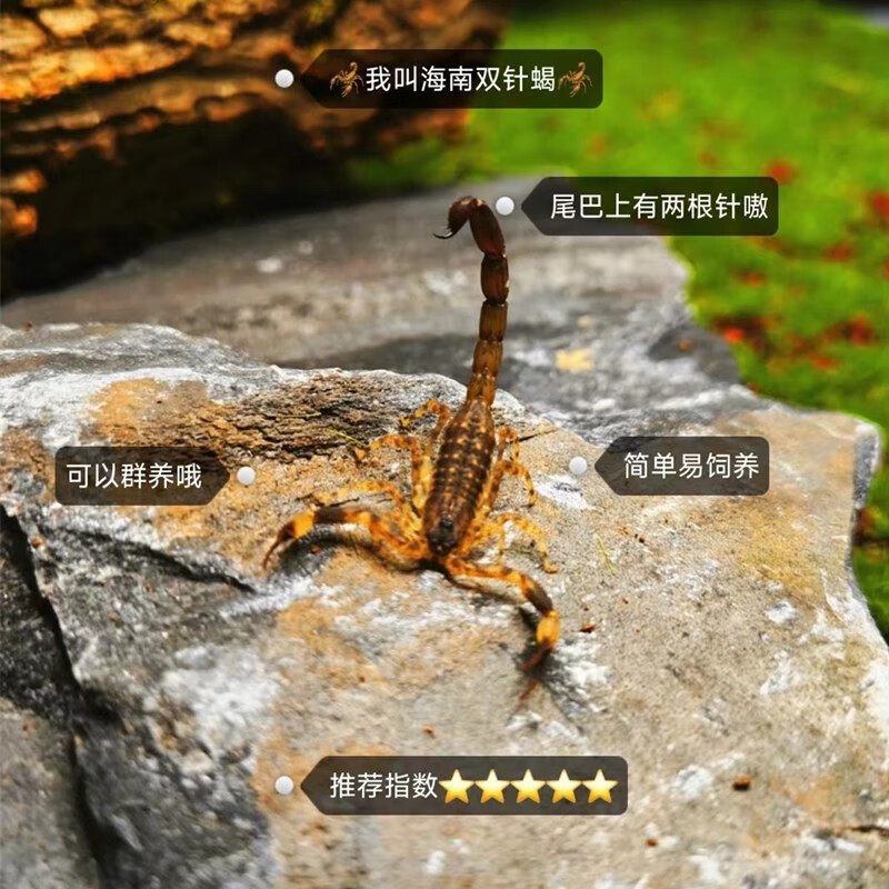 达泽侠海南双针蝎宠物蝎子活体3-6cm温顺可上手爬虫办公室宿舍宠物