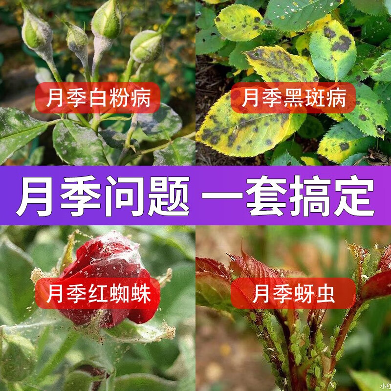 玫瑰月季花卉病虫害植物多肉常用药套装白粉黑斑病根腐病霜霉病专用药