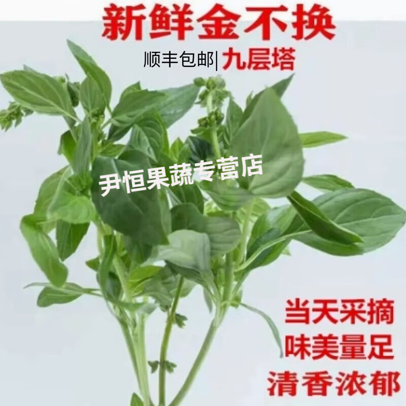 新鲜九层塔金不换鱼香草三杯鸡冬阴功材料厨房香料调料酒店食材 1斤